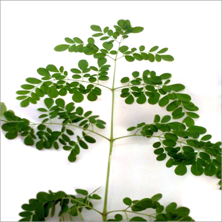 Moringa Leaves