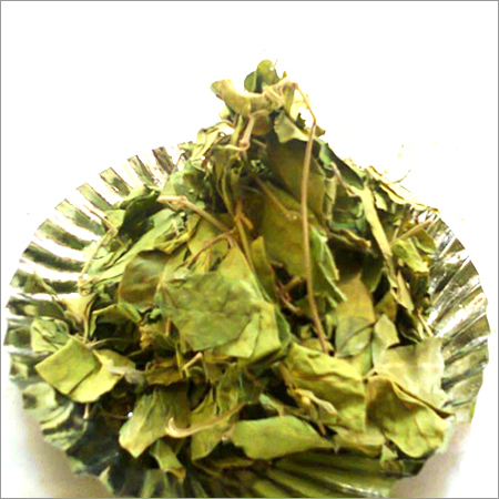 Gymnema Sylvestre Dried Leaves