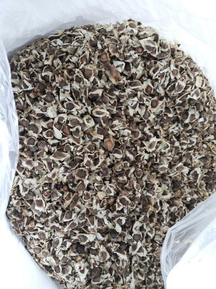 Moringa Seeds