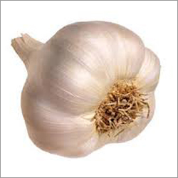 Indian Garlic