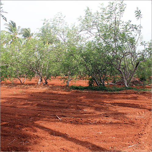 Moringa Farm