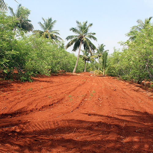 Moringa Farm