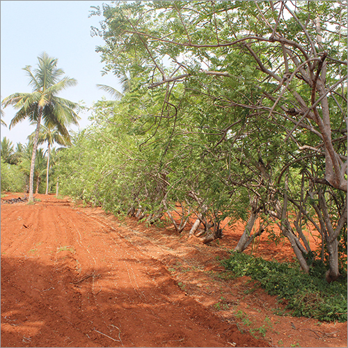 Our Moringa Farm