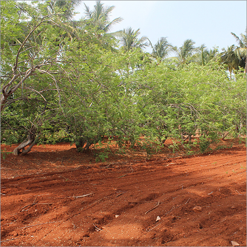 Moringa Farm