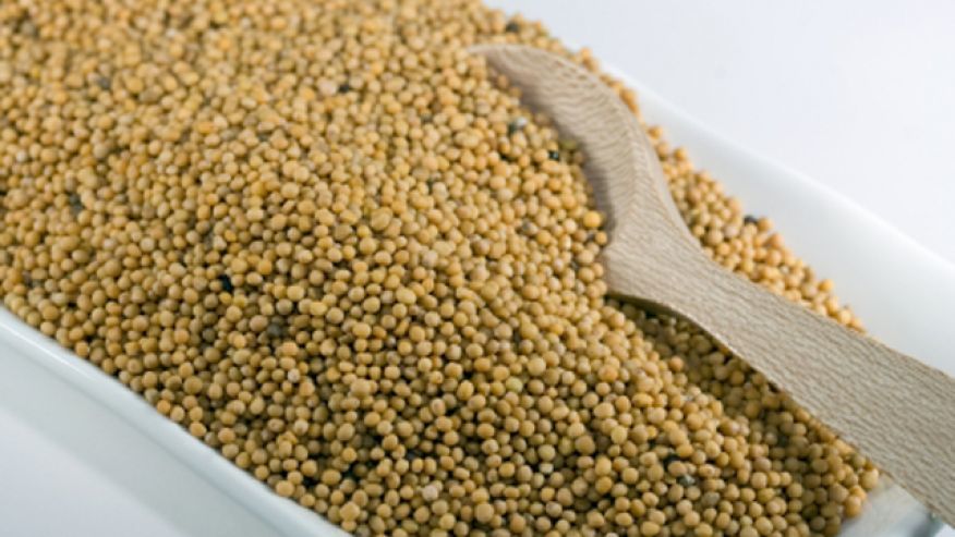 Bold Yellow Mustard seed