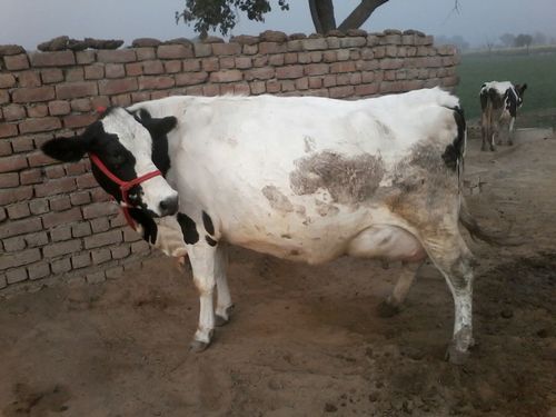 White And Black Hf Cow