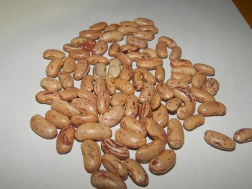 RAJMA CHITRA