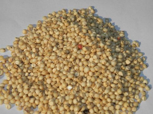 JOWAR WHOLE