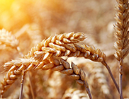 Barley Malt
