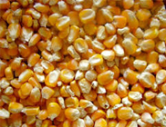 Yellow Corn