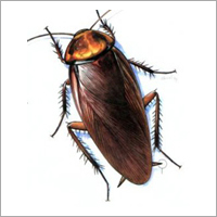Cockroaches Pest Controls