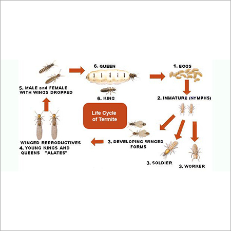 Termites Pest Control - Chemical Spray, Variable Coverage | Residential, Commercial, Industrial Use, Prompt Service, 1 Year Warranty