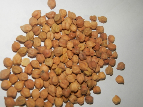 BLACK GRAM WHOLE (KALA CHANA )