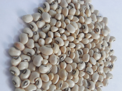 WHITE COWPEA