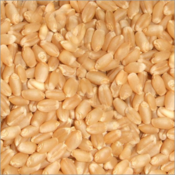 Organic Wheat
