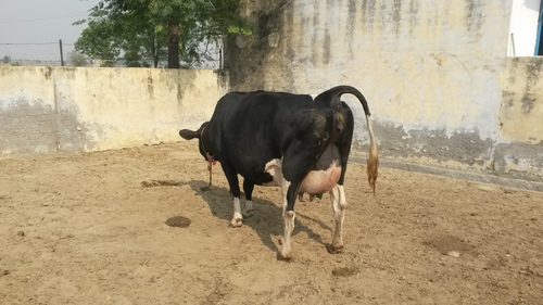 HF COW