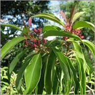 Amyris Oil