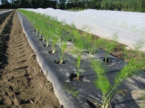 Geotextile For Agriculture