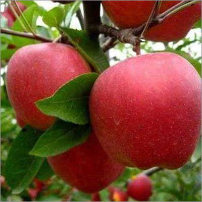Fresh Apples