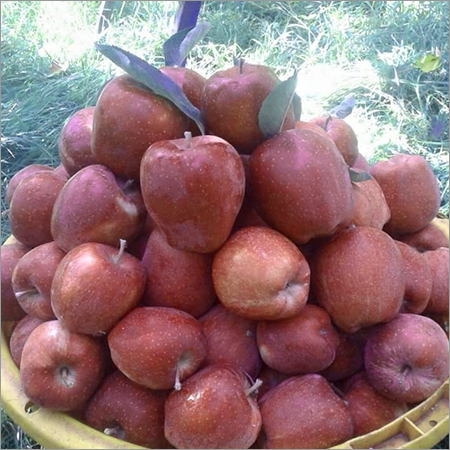 Fresh Apple Fruits