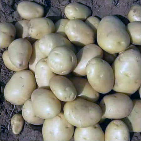 Indian Fresh Potatoes