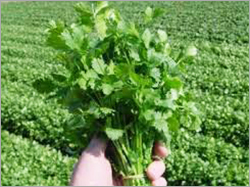 Green Coriander Leaves