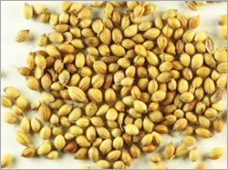 Coriander Seed