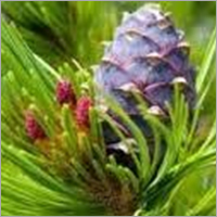 Atlas Cedarwood Oil