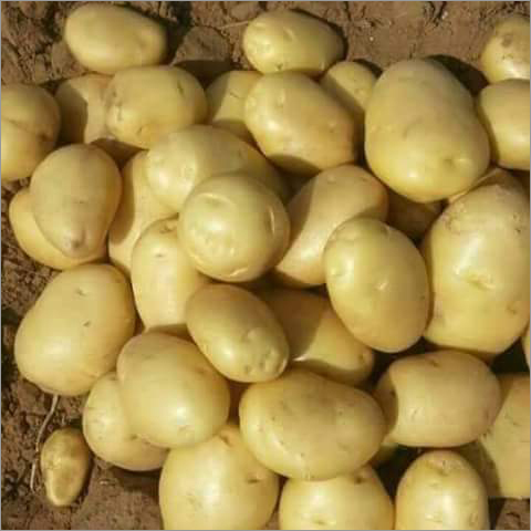 Farm Fresh Potatoes