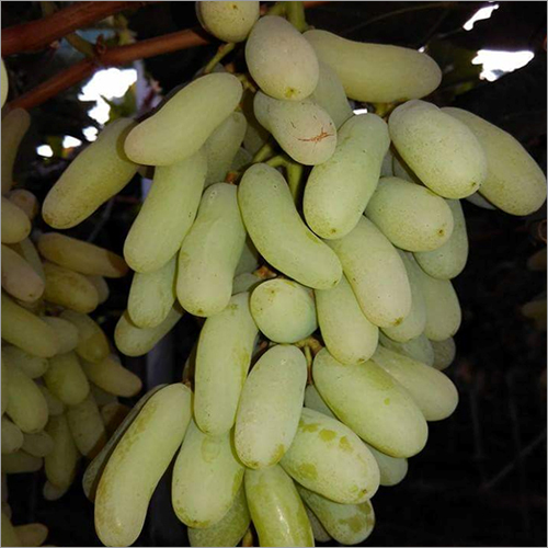 Fresh Grapes
