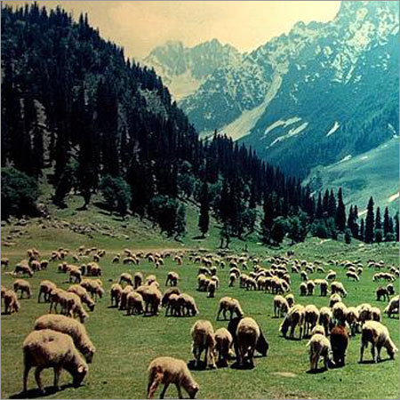 Kashmir Sonmarg Tour