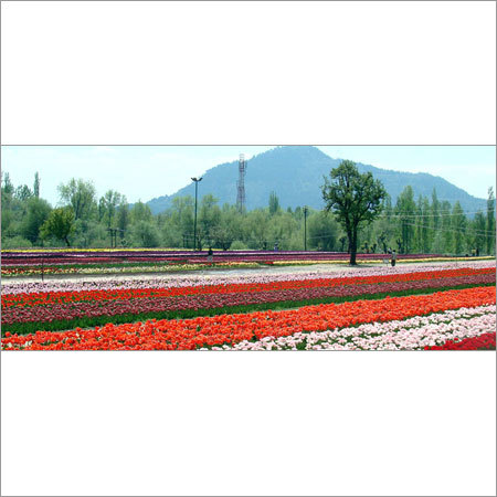 Flower Garden Kashmir Tour