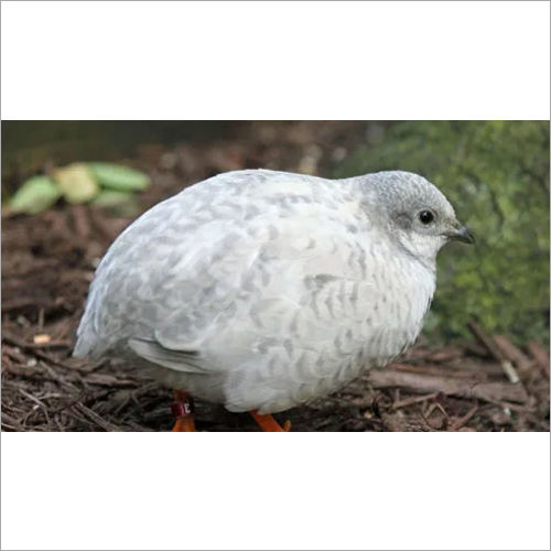 Layer Quail Feed