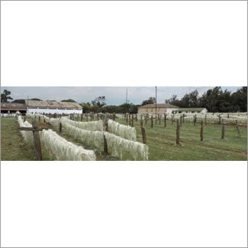 Dry Sisal