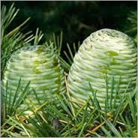 Cedarwood Oil Himalayan Rectified