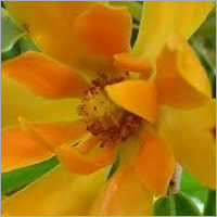 Champaca Oil - Reddish Brown Liquid, CAS 8006-76-6 | Deep Fragrance, Pure Extract, Oil Soluble