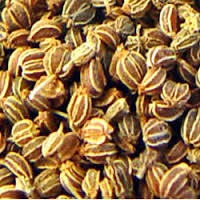 Celery Seed Oil