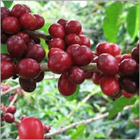Coffee Oil