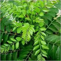 Curry Leaf Oil