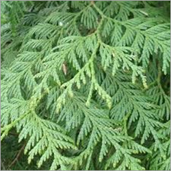 Cypress Oil