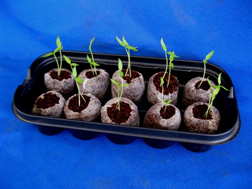 Easy 10 - Germination Starter Kit (3)
