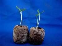 Easy 10 - Germination Starter Kit (4)