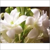 Davana Oil