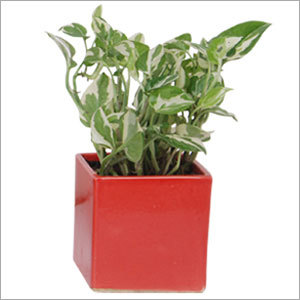Small Square White Pothos