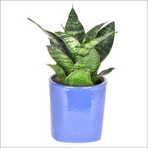 Sansevieria Green Plant