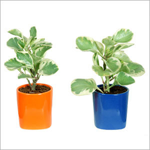 Peperomia Plant