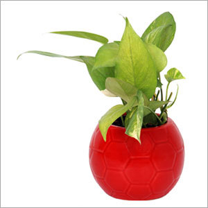 Indoor Money Plant