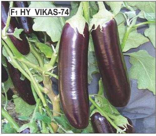 Eggplant Hybrid Brinjal Seeds