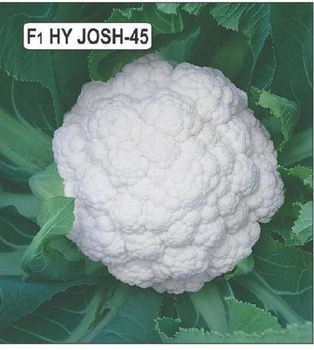 Cauliflower Josh 45 Seeds