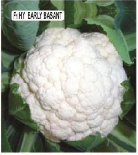 Cauliflower Seeds